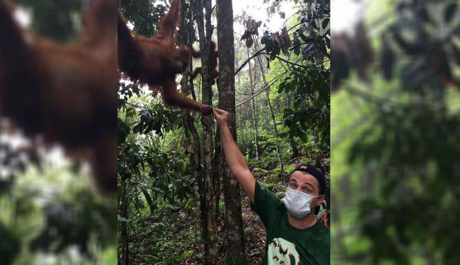 5 Taman Nasional Ini Jadi Tempat Hidup Orangutan Liar