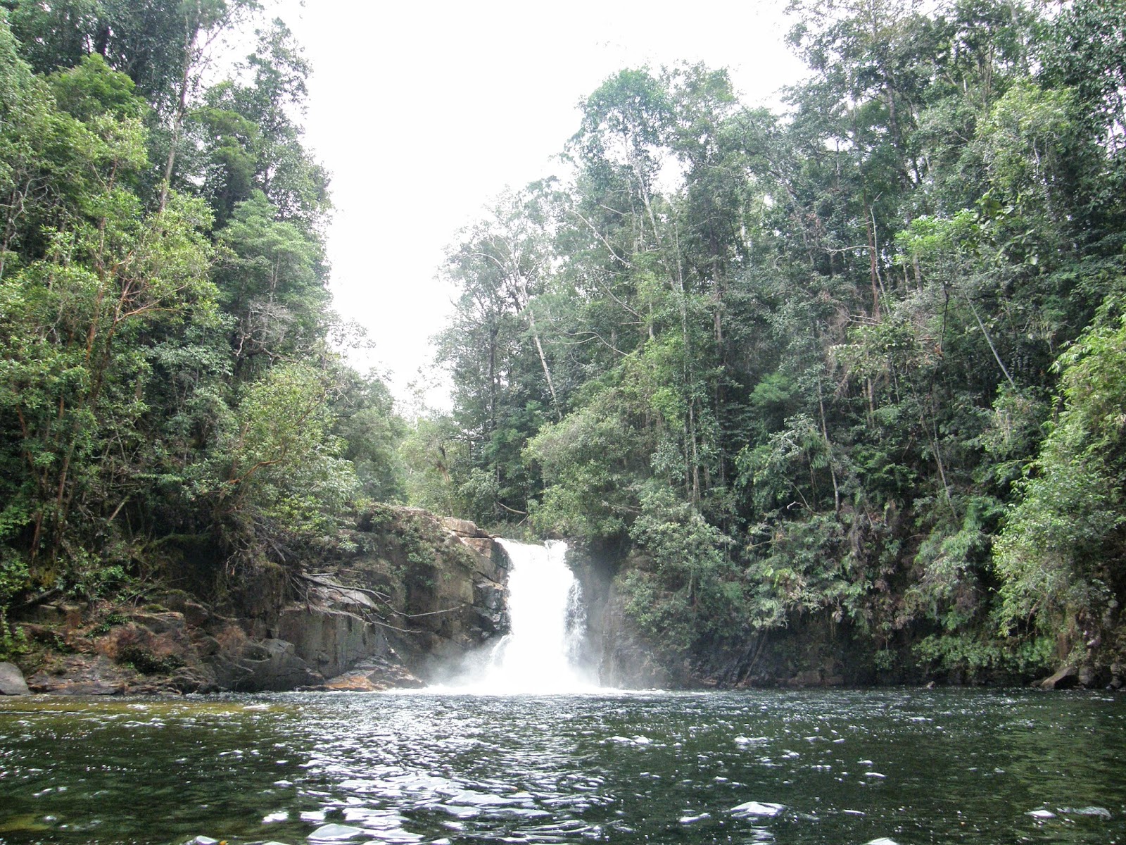 5 Fakta Unik Taman Nasional Gunung Palung Kalimantan Barat